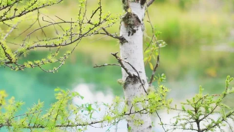 Tree branch close - up in out of focus 스톡 동영상 119280954