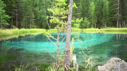 Tree branch close - up in out of focus Vidéo 120465290