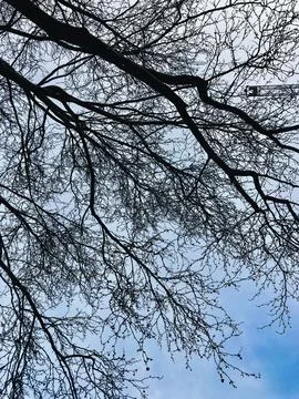 Tree Branch Close-Up Stock-Fotos