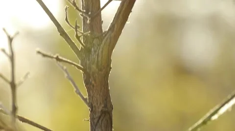 Tree Branch Close Up at Sunset Video stock 40723362
