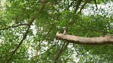 Tree branch with close up view and big tree background Stock Footage 87811891