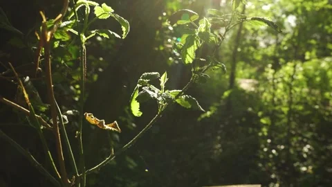 Tree branch close up in the wild. 스톡 동영상 188462839