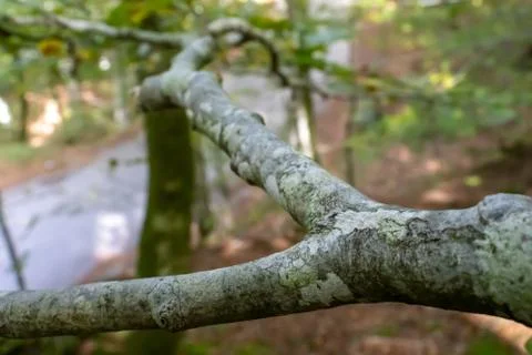 Tree branch close up in the woods. Stock Photos
