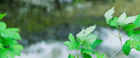 Tree branch closeup with Alpine heavy stream in background Stock-Footage 248642011