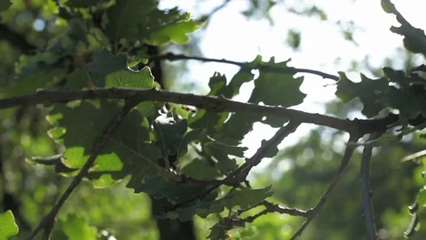 Tree Branch Closeup with Ant Stock Footage 77774626