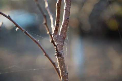 Tree branch closeup with spider web strings Stock Photos