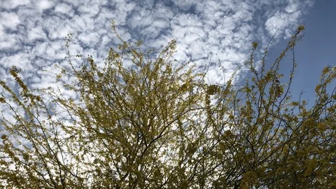 Tree Branch With Cloud Sky Background IMG 8045 Stock Footage 88788604