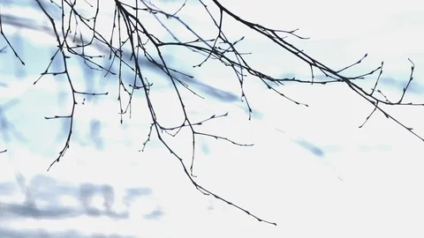 Tree branch in the cold winter wind (detail) Stock Footage 125582230