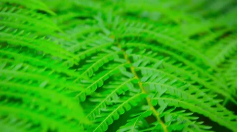 Tree Branch with Compound Leaves in Selective Focus Video stock 48568808