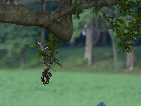 Tree Branch in the countryside Stockfoto's