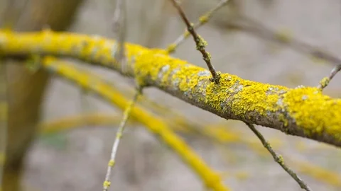 A tree branch is covered with a bright yellow scab and fungus. Stock Footage 129513595