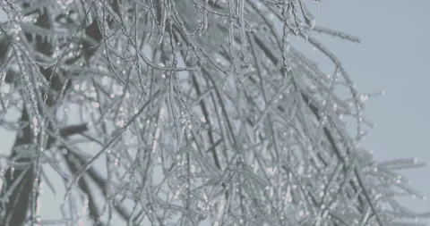 Tree branch covered with ice Stock Footage 143853467