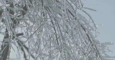 Tree branch covered with ice Stock-Footage 143853485