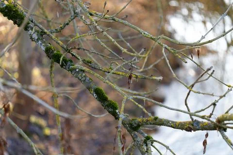 Tree branch covered in moss and lichen in nature Stock Photos