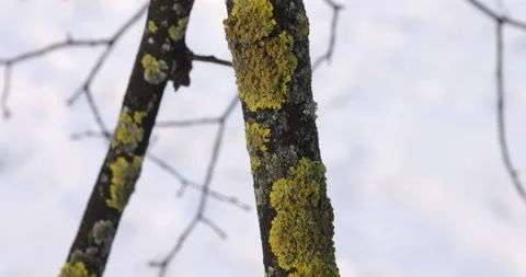 Tree branch covered with moss Vidéo 223166802