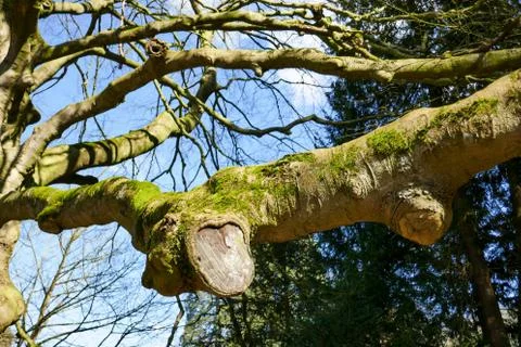 Tree branch covered with moss Stock Photos