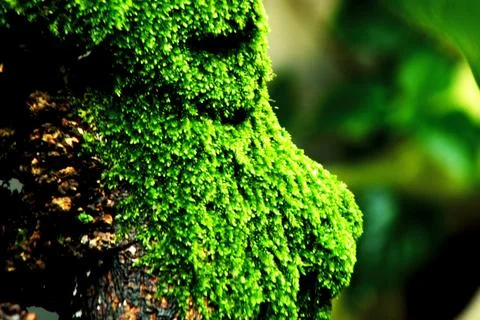 Tree branch covered in moss Stock Photos