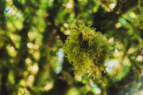 Tree branch covered with moss in rainforest Stock Photos