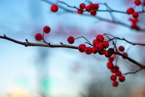A Tree Branch Covered in Small Red Berries Stock Photos
