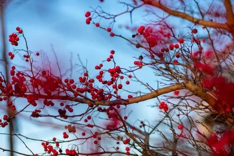 A Tree Branch Covered in Small Red Berries Stock Photos