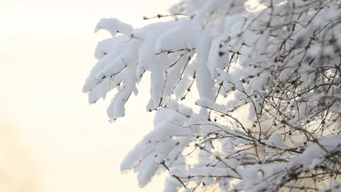 Tree branch covered with snow and sunlight. Stock Footage 85571462
