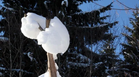 A tree branch covered with snow Stock Footage
