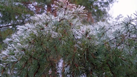 A tree branch covered in snow Stock Footage 331358861