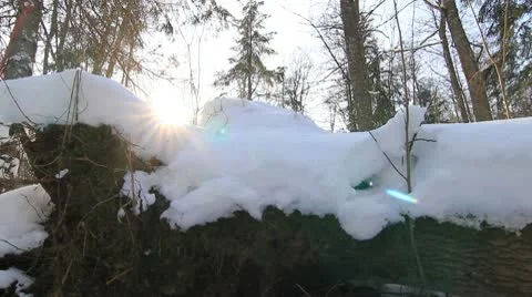 Tree branch covered in snow in forest Stock Footage 10790671