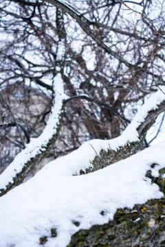 A tree branch covered in snow Stock Photos