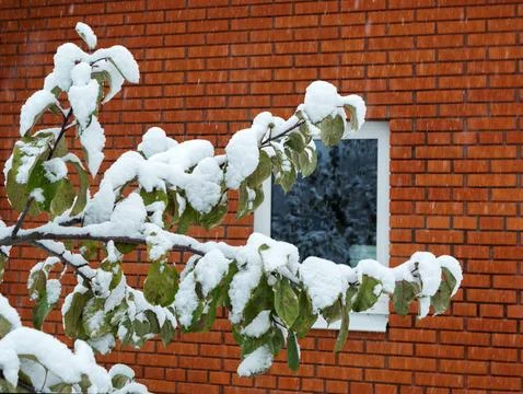 Tree branch covered in snow Stock Photos
