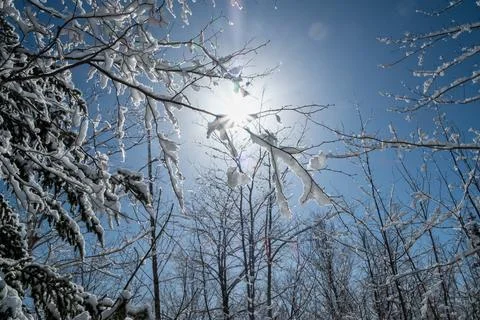 Tree branch covered in snow Stock Photos