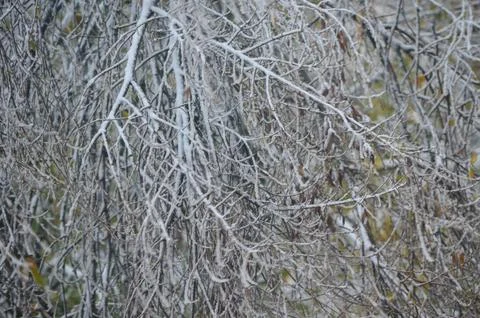 A tree branch covered in snow.  Stock Photos