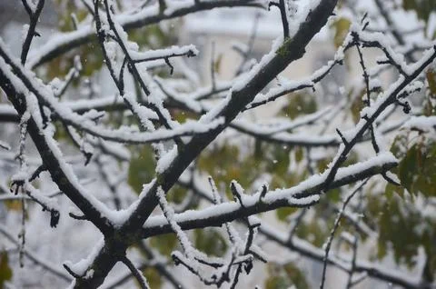 A tree branch covered in snow.  Stock Photos