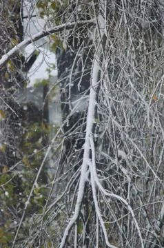 A tree branch covered in snow. Stock Photos
