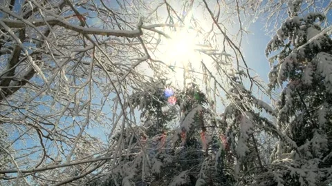 Tree branch covered in snow Walk in the forest on a clear winters day Stock Footage 265900046