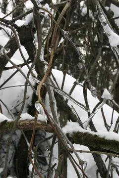 Tree branch covered with snow in winter forest, closeup of photo Stock Photos
