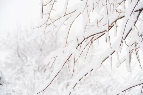 Tree branch covered by thick fluffy snow 스톡 사진