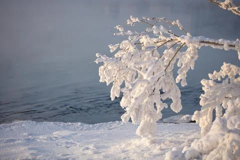 A tree branch covered with a thick layer of frost on the river bank Foto stock