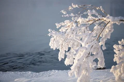 A tree branch covered with a thick layer of frost on the river bank Stock Photos