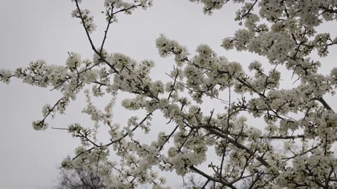  A tree branch covered in white blossoms, with bees flying nearby Stock Footage 305406499