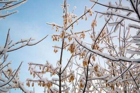 Tree branch covered with white fluffy snow. Foto stock