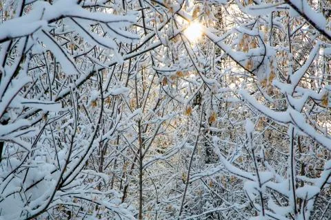 Tree branch covered with white fluffy snow. Stock Photos