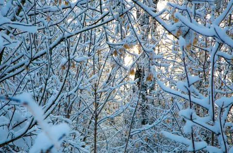 Tree branch covered with white fluffy snow. Foto stock