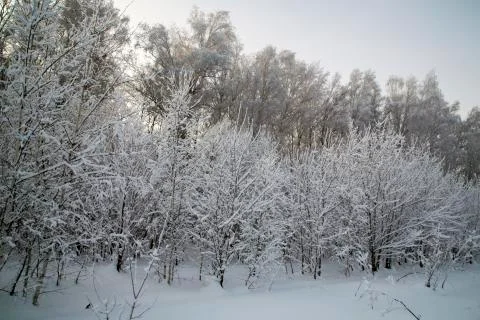 Tree branch covered with white fluffy snow. Stock Photos