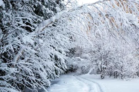 Tree branch covered with white fluffy snow. Stock Photos