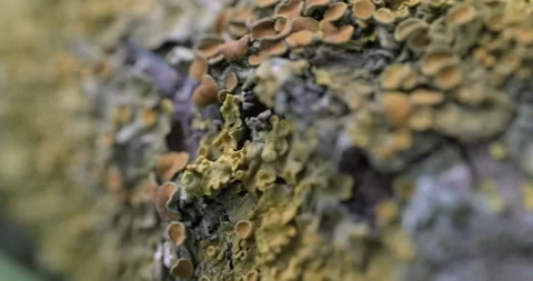Tree branch covered with yellow lichen Stock Footage 246430948