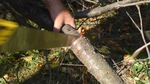 A tree branch is cut down with a saw. Stock Footage 344325592