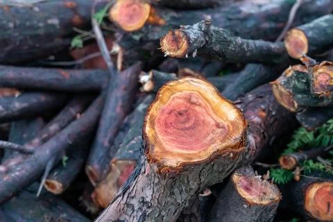 Tree branch with dark bark on blurred background of sticks on ground Stock Photos