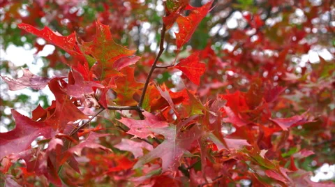 Tree branch with dark red leaves blowing in the wind Video stock 56400586