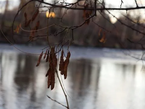 Tree branch with dead bean stalks over the river Stock Photos